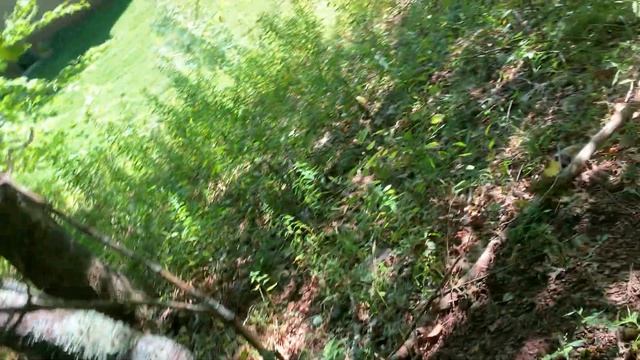 Сбор Грибов в горах.Американские грибы 2 день сбора смотреть онлайн