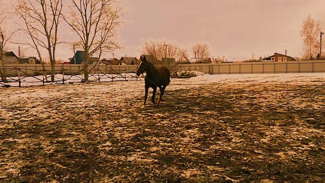 Бэлла 05.12.2019 какая она к нам приехала. Начало! 😨😰😢 смотреть онлайн
