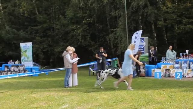 МОНОПОРОДНАЯ ВЫСТАВКА НЕМЕЦКИЙ ДОГ (КЧК)| 29 августа 2021г.| судья Никитина Л.В. (Россия)