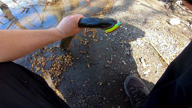 3 Quick Pikes On A Jackall Magallon Lure In A Flooded Forest смотреть онлайн