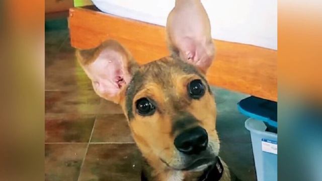 Проплывая мимо острова парень увидел движение среди веток смотреть онлайн