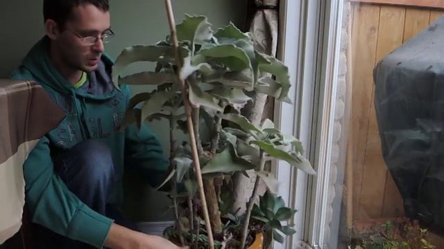 Elephant Ear Kalanchoe - Kalanchoe Beharensis
