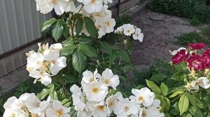 Два сорта роз для отличного летнего настроения. Салли Холмс, Из даз ИТ. #обзорроз #розы #розывсаду