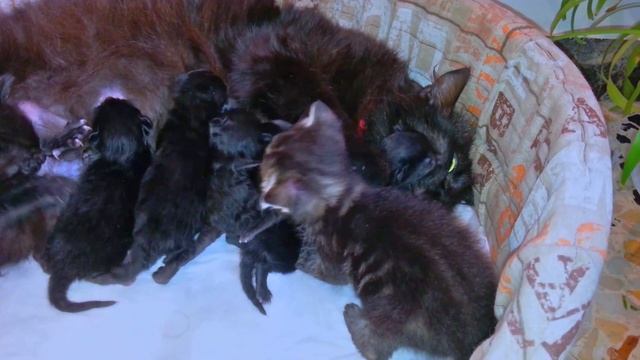 У Нашей КОШКИ РОДИЛИСЬ КОТЯТА Примет Ли Теперь Наша Кошка ПРИЕМНЫХ КОТЯТ смотреть онлайн