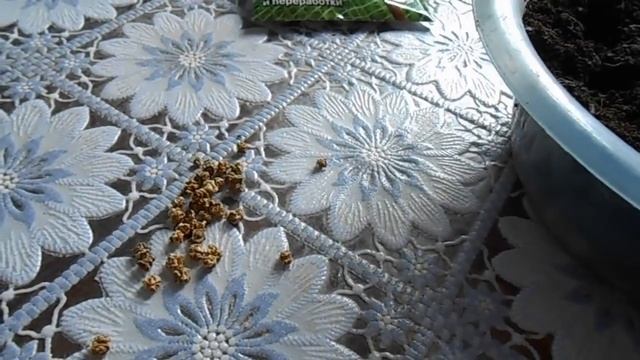 Свекла на рассаду, для раннего урожая. смотреть онлайн