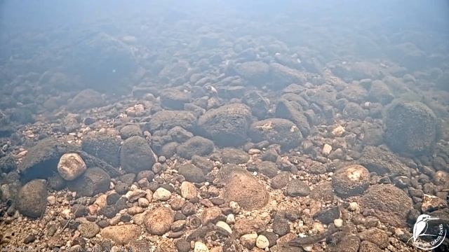 Raķupes zemūdens kamera (Подводная камера в Ракупе) 28.05.19 13:01 смотреть онлайн