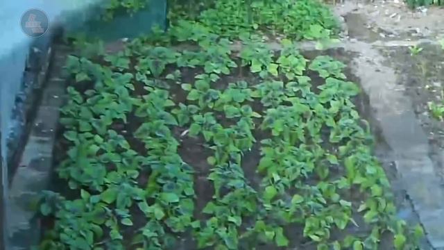 TOÀN CẢNH ĐẢO TRƯỜNG SA SAU KHI BỒI ĐẮP - HÒN ĐẢO CHIẾN LƯỢC CỦA VIỆT NAM  QĐ.TRƯỜNG SA Tập 1