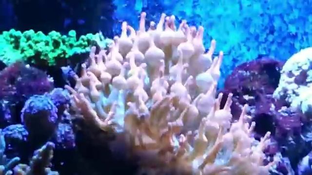 My Sea Aquarium 7 смотреть онлайн