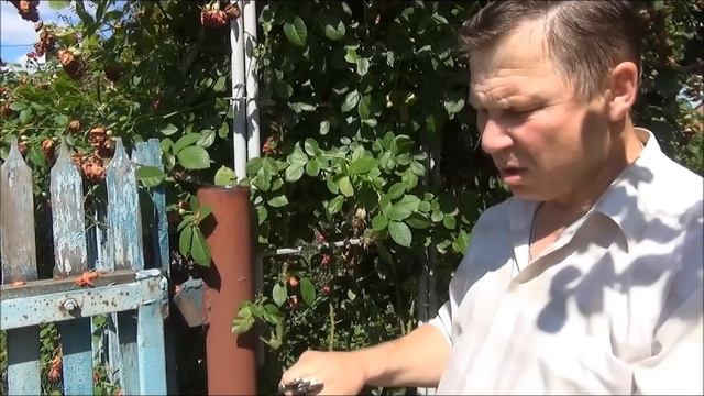 Обрезка РОЗЫ после цветения. Как обрезать ПРАВИЛЬНО? смотреть онлайн