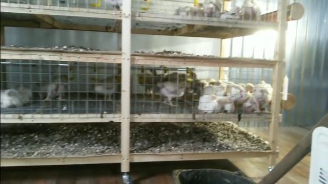 Уборка помета в новых клетках у бройлеров. смотреть онлайн