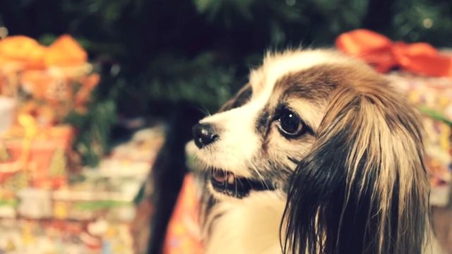 Череповец 31 декабря (0+) смотреть онлайн