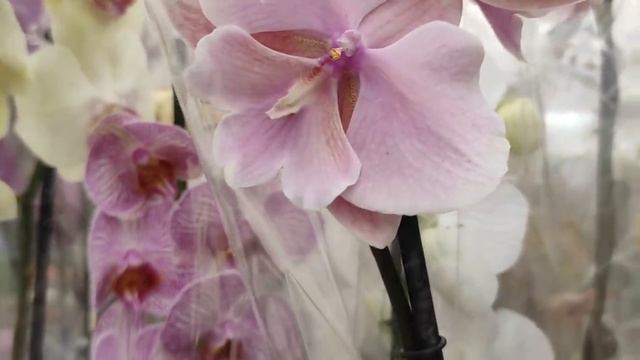 Планета Лета удивила разнообразием эксклюзивных орхидей смотреть онлайн