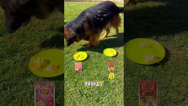 КАКИЕ ЧИПСЫ ВЫБЕРУТ СОБАКИ: lays или lava lava? смотреть онлайн