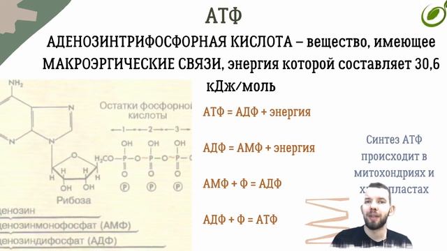 Л.11 | Нуклеиновые кислоты | АТФ | ОБЩАЯ БИОЛОГИЯ ЕГЭ смотреть онлайн