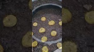 ПОСАДКА ГЛАДИОЛУСОВ В СТРОИТЕЛЬНЫЕ ВЕДРА