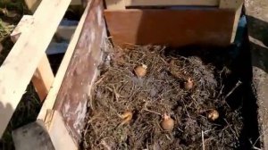 КАК ПОСАДИТЬ КАРТОШКУ ПОД СОЛОМУ / ОРГАНИЧЕСКОЕ ЗЕМЛЕДЕЛИЕ / Посадка картофеля под солому