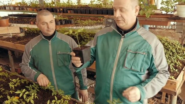 Эко малина. Выращивание Глицинии из семян Орхидейное дерево или Баухиния проращивание семян смотреть онлайн
