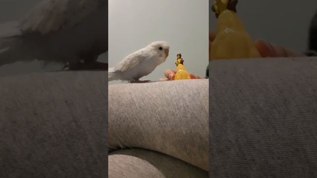 Попугайчик разговаривает и поет песню смотреть онлайн