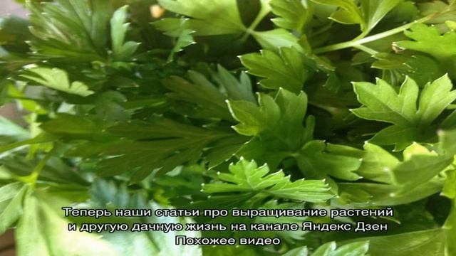 Как правильно сажать петрушку? смотреть онлайн