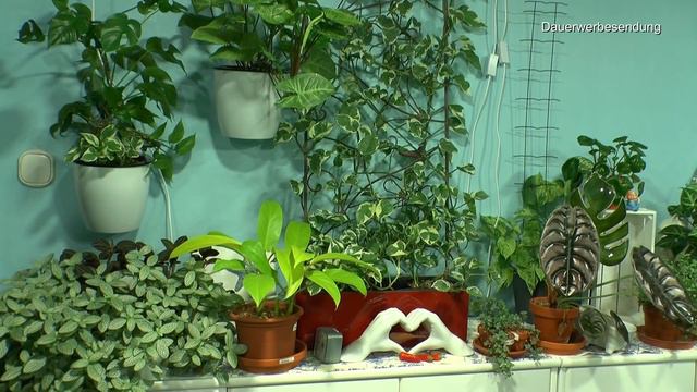 Arbeiten Im Dschungel Rückschnitt Und Umstellen Der Pflanzen Im Zimmer