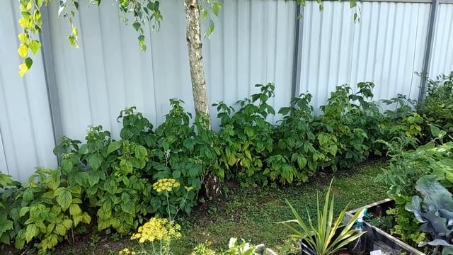 Как КРАСИВО ОТДЕЛИТЬ ОГОРОД от ЗОНЫ ОТДЫХА ? ?Сам Себе Дизайнер. Мой Опыт. #ландшафтныйдизайн смотреть онлайн