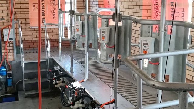 Доильный зал елочка 2х4 с автосьемом и учетом молока. смотреть онлайн