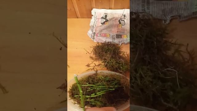 Как сохранить черенки роз зимой. смотреть онлайн