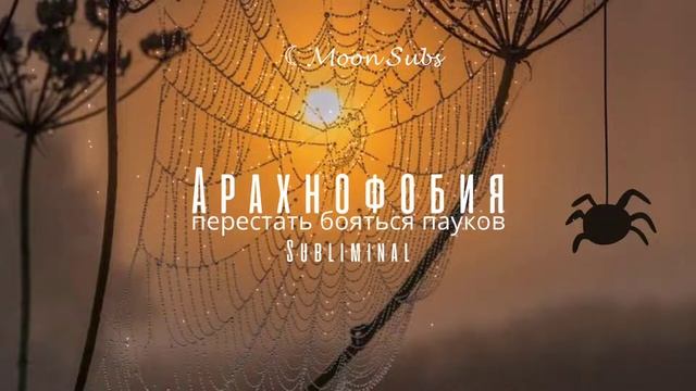 ?️☾?????????????- перестать бояться пауков [саблиминал] смотреть онлайн