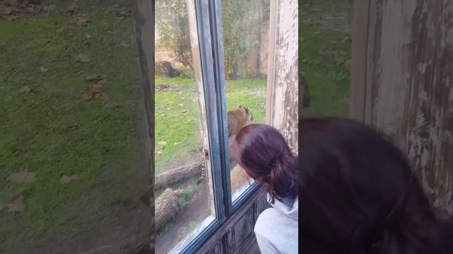 Sumatran Tiger at Animal Kingdom смотреть онлайн