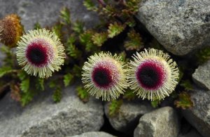 Котула (ладанник) РЕЛАКС ТЕРАПИЯ ИМПРОВИЗАЦИЯ композитор Виктор Анохин #музыка #instrumental #цветы