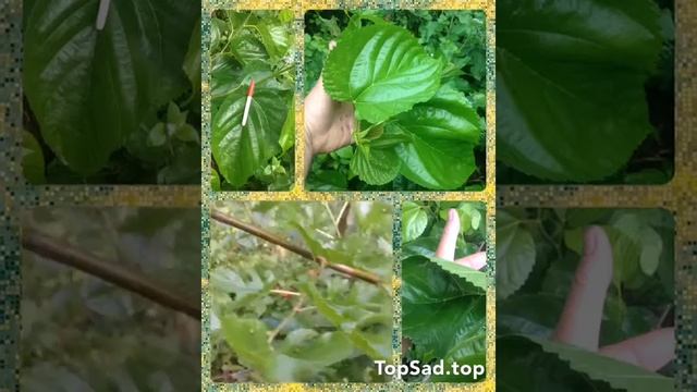 ТопСад. Шелковица. Подмосковная шелковица у вас в саду! смотреть онлайн