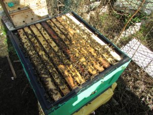 как весной пересадить пчел из одного улья в другой