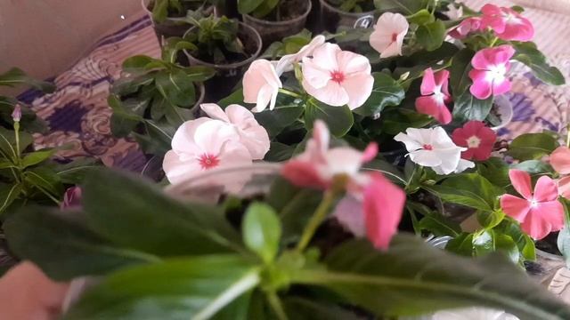 Обзор черенков катарантуса в октябре. Правила ухода и условия содержания. смотреть онлайн