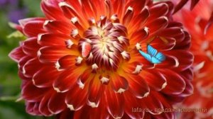 Георгина декоративная Акита ? обзор: как сажать, луковицы георгины Акита