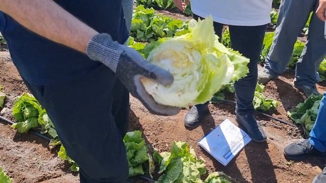 Салат айсберг Картагонова F1, летом в Турции. смотреть онлайн