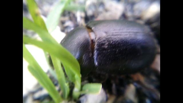 Олег Пожаров. Энтомология. Заметки о вокальных способностях дупляка кукурузного. смотреть онлайн