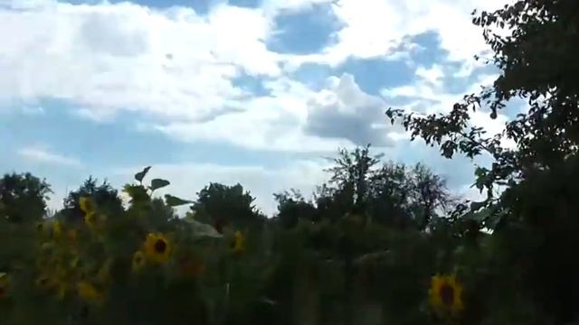 Насекомые на подсолнухах смотреть онлайн