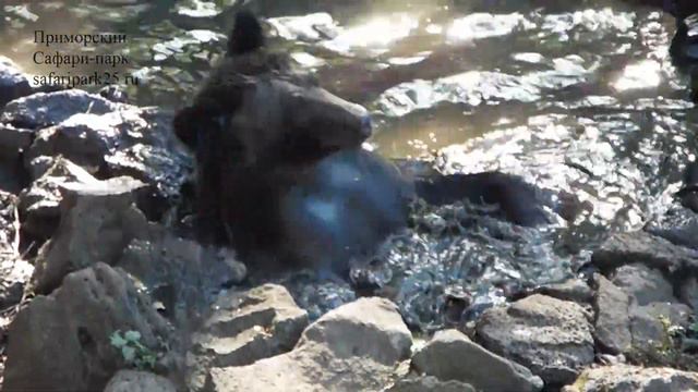 БУРАЯ МЕДВЕДИЦА МАША смотреть онлайн