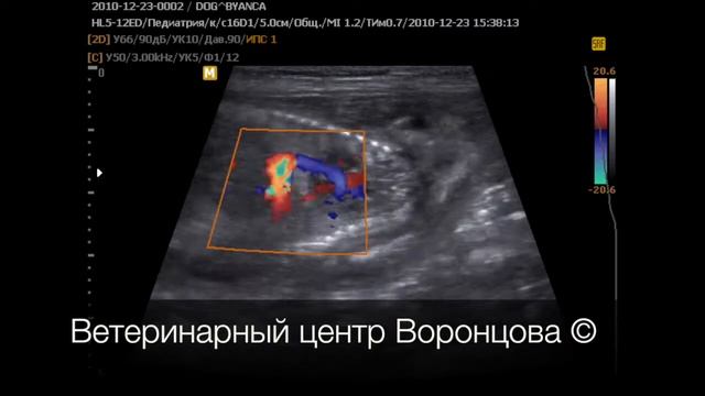 УЗИ. Беременность у собаки (срок 55 дней) смотреть онлайн