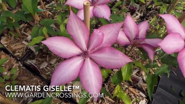 Clematis Giselle™ смотреть онлайн