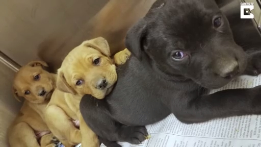 В Мичигане спасли 10 щенят смотреть онлайн