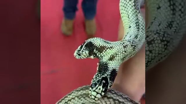 двухголовая змея смотреть онлайн