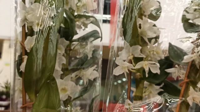 Орхидеи в Ашане и Леруа в Барнауле на 09.01.2021 смотреть онлайн