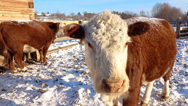 ИГНАШИНО Амурская область ЯНВАРЬ 2024 Часть1 смотреть онлайн