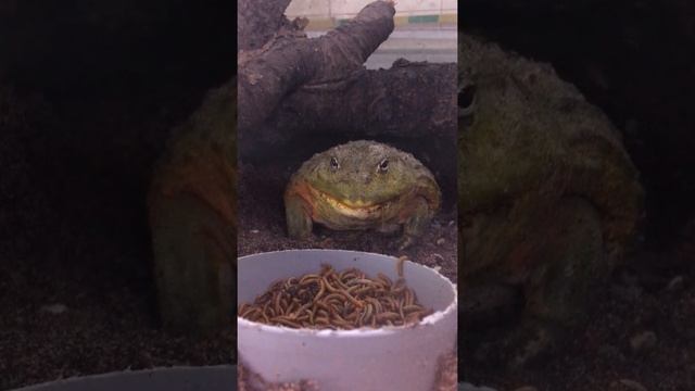 Как ест лягушка Водонос | How frog Pyxicephalus aspersus eat смотреть онлайн