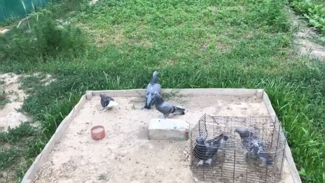 Турецкая Такла молодёжь 2023 в наборе на данном этапе. Турік Такла жас көгершіндері ойын алуда. смотреть онлайн