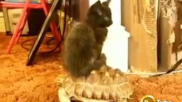 Самый ленивый котенок в мире смотреть онлайн