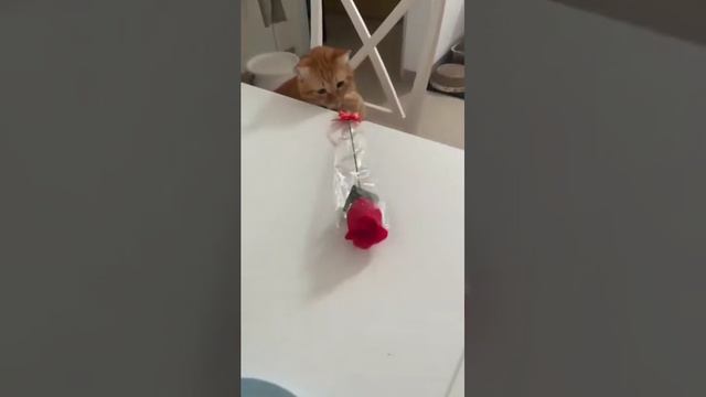 Это для тебя, дорогая!!!
🌹
Когда пришел к хозяйке договариваться за увеличение порции еды.🥰 смотреть онлайн