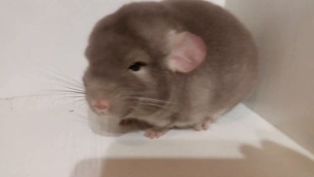 Шиншилла мальчик Кор. Бархат 4 месяца смотреть онлайн