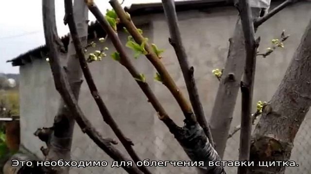 Летняя прививка плодовых деревьев зелеными черенками смотреть онлайн